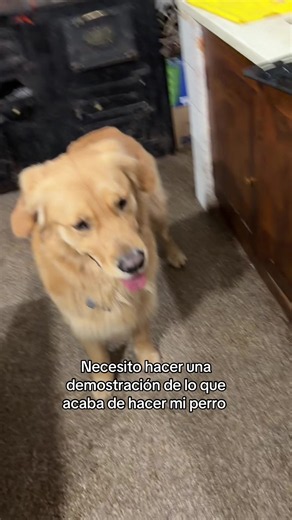 Lo de hoy me superó 😆 no lo puedo creer todavía 😅 #travesurasdeperros #funnydogs #goldenretriever #perrostiernos #fyp