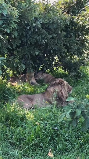Lion Family Moments After Rain: Majestic Lion Mane