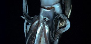 There can be only one: giant squid is the singular king of the ocean