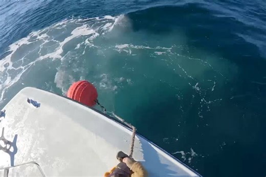 12ft 1,000-pound great white shark tracked unusually close to Alabama shoreline