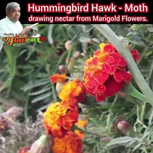Hummingbird Hawk - Moth drawing nectar from Marigold Flowers.