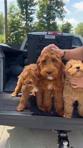 65K views · 2.1K reactions | What’s the best generation of goldendoodles? #goldendoodles #doodles #impactcrate #doodlegenerations #goldendoodlegenerations | Honey Mountain Kennels | Facebook