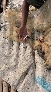net fishing in village small boy | Daily Fishing Life