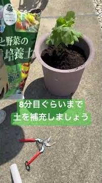 大葉の植え付け編 2026年版5月中旬 #大葉 #しそ #プランター #プランター栽培