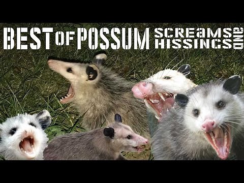 Best of possum screams and hissings