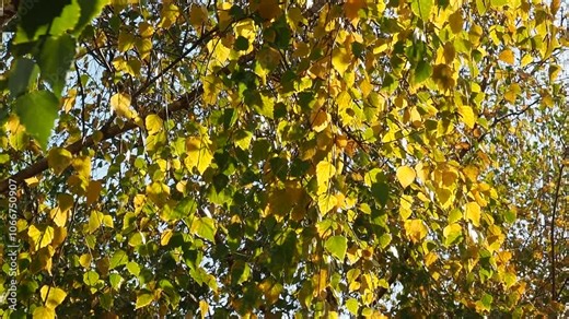Autumn birch tree leaves in shades of yellow growing on tree. The gentle breeze moves the leaves, creating a serene, colorful display of nature in the fall season. Sunny day in the park