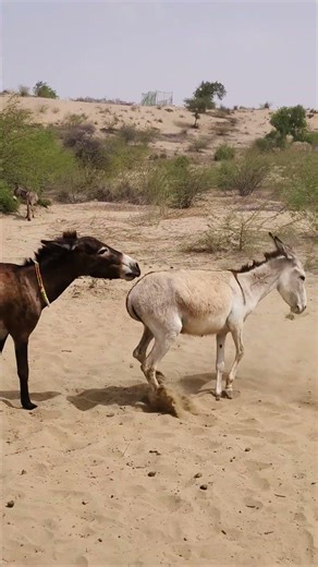 Insane Donkey Viral Animal Short #animals #speedruning #shortsviral #funny #farmanimalct