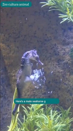 This Male Seahorse Gives Birth—Unbelievable! #seahorse