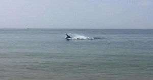 Cape Cod: Man killed in shark attack at Wellfleet beach