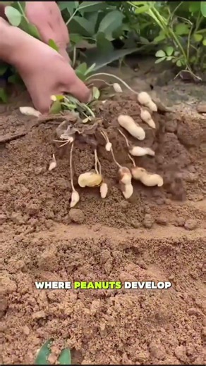 Why Smart Farmers Literally Step on Their Own Plants!