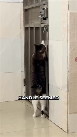 Smart Cat Opens Door by Itself! 🤯. #SmartCat #CatMagic #PetGenius #OMG #usaviralreels #usaviral #usareels #viralreelsfb #trendingreels #shorts | Unique Shows