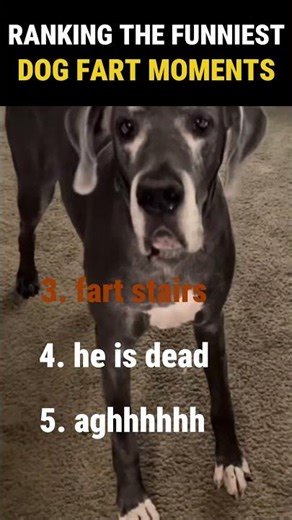 Ranking Funniest Dog Farts #shorts #compilation #lol