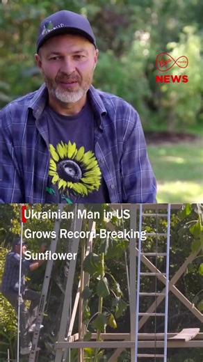 4K views · 11 reactions | A Ukrainian man in Indiana has set a new world record for the world’s tallest sunflower. Nicknamed “Clover,” the flower stands as tall as a telephone pole. Alex Babich began growing sunflowers seven years ago as a symbol of love for his homeland. More on #VMNews | Virgin Media News | Facebook