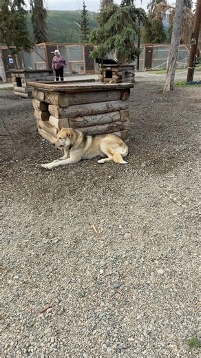 The sled dogs of Denali National Park #alaska #nationalpark #denalinationalpark #sleddogs #travel