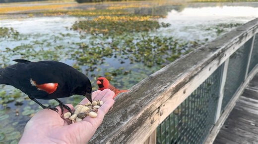 A male Northern Cardinal hops and growls at a male Red-winged Blackbird, but that doesn’t stop the Blackbird from grabbing a few things to eat. The Cardinal stares at him for a bit before hopping over and giving a chirp, as if to say to the Blackbird that he needs to leave | Jocelyn Anderson Photography