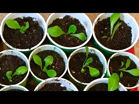 How To Grow Lettuce Indoors from Seeds