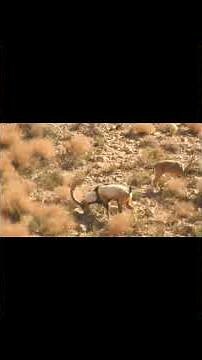 فصل جفت گیری حیاتوحش ومستند زندگی حیوانات وحشی رازبقا دوبله #shortvideo #animals #hunter #ibex