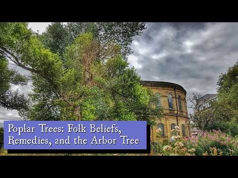 Poplar Trees: Folk Belief, Remedies, and the Arbor Tree
