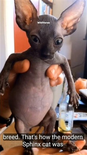 History of Sphynx🐱 #animals