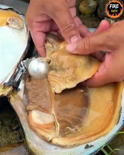 How Pearls Are Made 😱😍 Natural & Cultured Pearl Making Process Explained Ever wondered how beautiful pearls are formed? In this video, we explain the complete pearl making process, including both natural pearls formed in oysters and the modern cultured pearl farming technique. Learn how: ✔️ An irritant enters the oyster ✔️ Layers of nacre slowly form a pearl ✔️ Farmers use nucleus implantation ✔️ Pearls grow for months or even years ✔️ Harvesting, grading & polishing is done #PearlMaking #HowP