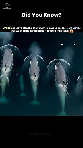 Orcas’ Genius Wave Attack Strategy! #orcas #killerwhale #wildlife #animalfacts