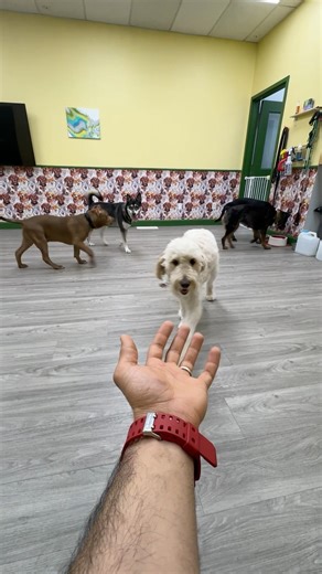 Hypnotizing dogs #dogs #hypnotizem #animals #pets #shorts #viral #trend #funnyanimals #puppy #cute￼￼