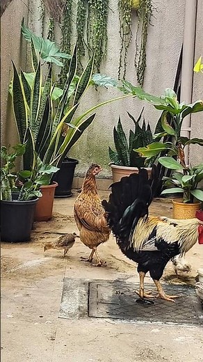 4-Week-Old Chicks’ Big Day Out | Lovely Family Moments | Nature Beauty ❤️🐣