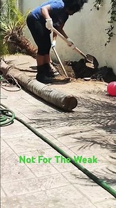 Removing and Relocating a Palm Tree #palmtree #treeroots #gardening