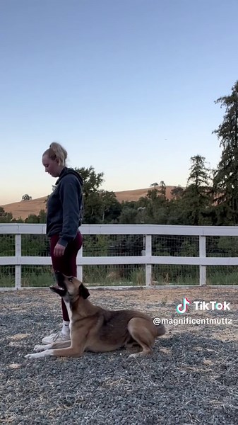 Yes, mutts can do it too!🥰 Follow for tutorials! #dogsoftiktok #rescuedog #muttsoftiktok #dogtraining #dogobedience #dogtrainingtips #dogtrainingadvice #dogtrainingtutorial