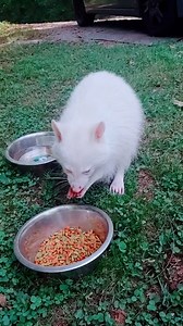 78K views · 1K reactions | Ever seen an albino raccon?  | LADbible New Zealand | Facebook