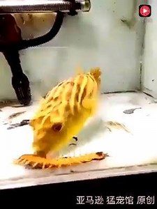 A cute looking Yellow Fish. Subhan Allah! What a creation by Allah S.W.T. Like: Life in Saudi Arabia | Life in Saudi Arabia