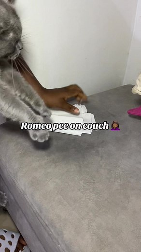 #fyp #pets# #cat #catlover