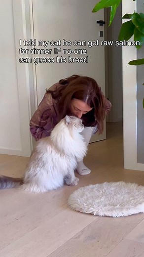 19K views · 2.1K reactions | Make your guess!  #cat #catlover #catbreed #catoftheday | kiro_mar_todi | Facebook