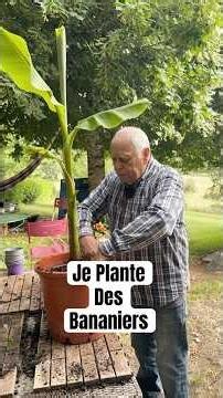 Je plante des bananiers #jardin #Jardinage #bananier #nature #plantation