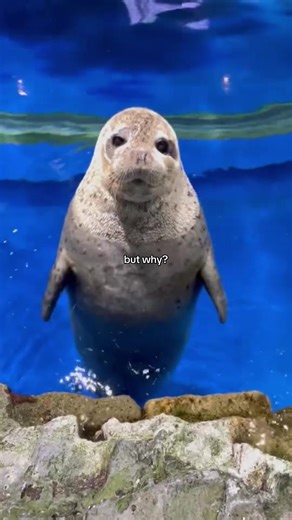 Understanding Seal Behavior: Motivational Insights