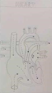 diagram # heart # blood circulation to heart # Marathi song