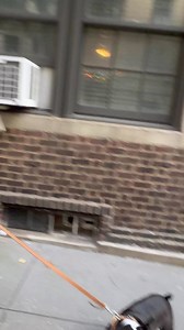 298K views · 19K reactions | Stella & Gru, French Bulldog & French...