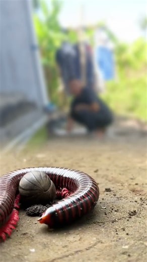 Dag dig dug dor waw what is that🤪 part-01031#shorts #horror #millipede #creepy