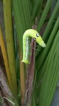 Beautiful fresh Green caterpillar found in palm tree garden