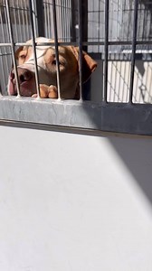 123 Days…💔💔💔 Sweet-as-can-be Caramel has been the best good boy you could ask for in our shelter 123 days. For months he’s proven over & over what a wonderful companion he will be. We’ve posted him many times. Somehow he’s still waiting for someone to see him and say “I choose you”. Caramel is an adult Lab mix who is very gentle & extra sweet. He walks beautifully on leash. He’s very dog friendly and should fit in easily with any dog loving home. Will you please help Caramel find his happy ho