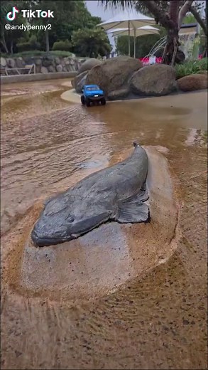 3 metre flathead #3mf #4x4 #blokesonblokes #fishing #fyp