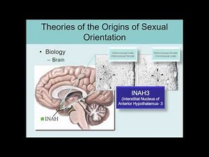 Human Sexuality Ch 11 Brain and orientation