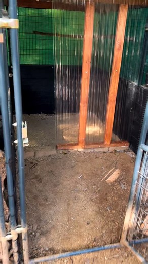 Kennel-Style Aviary Builds | Part 3 One concern that came up in the earlier parts was coverage and protection during inclement weather. To take things a step further—especially for more susceptible species—I installed a half wall near the rear of the aviary to provide added protection from prevailing winds. This particular setup is currently housing my Green Jungle Fowl male, and it has proven to be a very viable option. He has handled the winter months extremely well, remaining active, alert, a