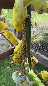 24K views · 587 reactions | Colorful Parrots Enjoying a Feast - - - - - #birds #birdsofinstagram #parrots #nature #shorts #viralpage #parrot #budgie #viralvideoシ #viralpost | Nature Lover | Facebook