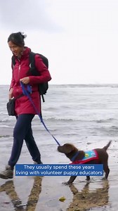 21 reactions · 13 shares | L-PLATE YEARS ARE THE CUTEST YEARS  As part of our partnership with Assistance Dogs Australia, we’re learning more about the pawsome pups and people that train them. Assistance dogs are considered to be puppies between the ages 2-24 months, which are considered to be their 'L-Plate years'. Learn more about how they spend these crucial years in this video.  | Hill’s Pet Nutrition | Facebook