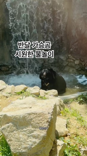 #bear 작년에 구조된 반달 가슴곰 햇님, 물에서 첨벙첨벙~ 시원~~~하겠다!