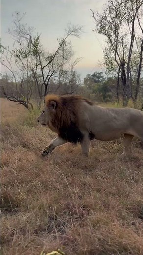 The Size of This Male Lion Is Incredible!