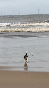 14K views · 372 reactions | Whatever the weather, dogs always find happiness by the sea (and in a good game of fetch of course!) #Skegness #dogslife | GO Skegness | Facebook