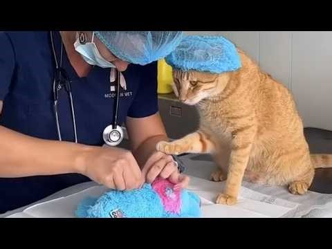 When Cat Becomes Your Micro Manager 😂 Funny Cat and Human Videos