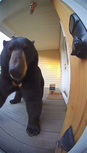 Bear Caught Delivering Amazon Package! 📦🐻